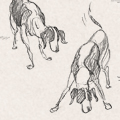 Sketches - Dogs