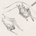 Sketches - Bat