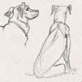 Sketches - Dogs