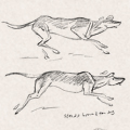 Sketches - Dogs