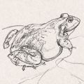 Sketches - Frogs
