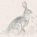 Sketches - Rabbits