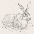 Sketches - Rabbits